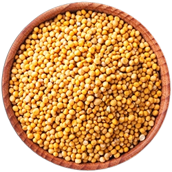 SPICES 6